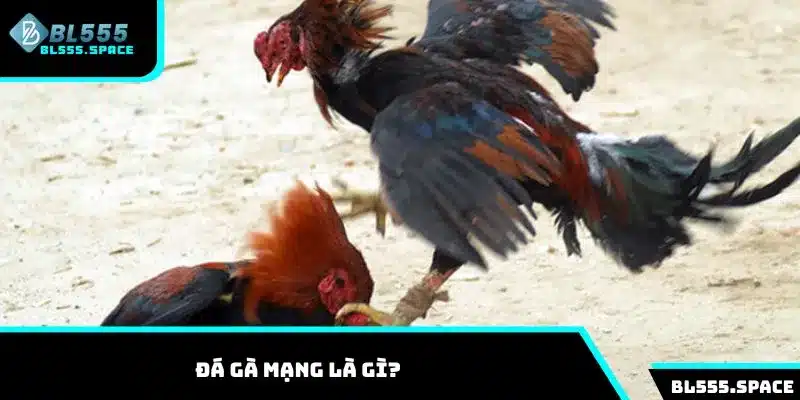 Tìm hiểu về hình thức cược đá gà mạng là gì?