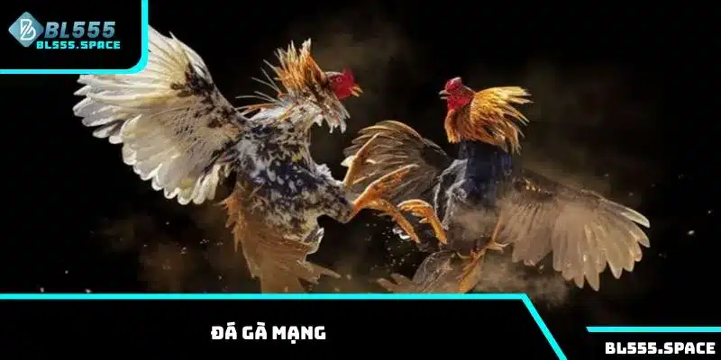 Đá gà mạng