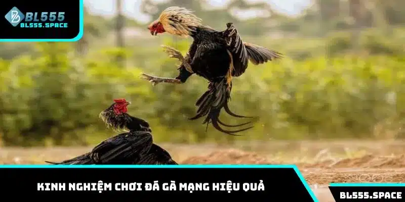 Một số chiến thuật chơi đá gà mạng hiệu quả