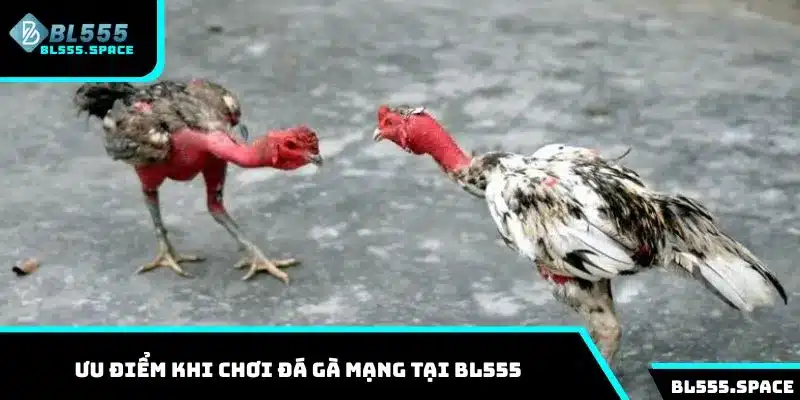 Một số ưu điểm khi chơi cá cược đá gà mạng